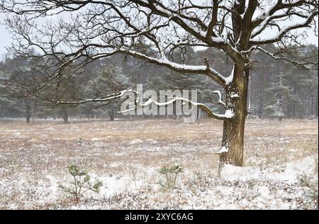 Baum auf Wiese im schneebedeckten Winter, Drenthe, Niederlande Stockfoto