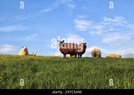 Weiße und braune Schafe auf Weide über blauem Himmel, Holland Stockfoto