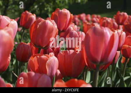 Nahaufnahme des wunderschönen Tulpenhintergrunds Stockfoto