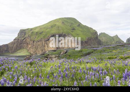 Lupinenfeld auf der Lava des Eldfell-Vulkans, Island, Europa Stockfoto