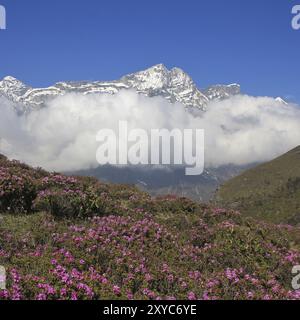 Frühlingsszene im Namche Bazar, Everest National Park, Nepal. Rosafarbene Wildblumen und schneebedeckte Berge Stockfoto