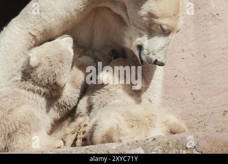 Eisbär (Ursus maritimus), Eisbärmutter mit Jungen Stockfoto