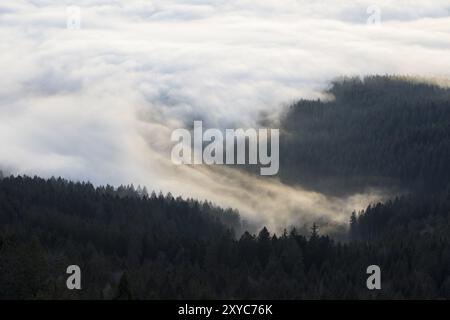 Nebel über Bäumen Stockfoto