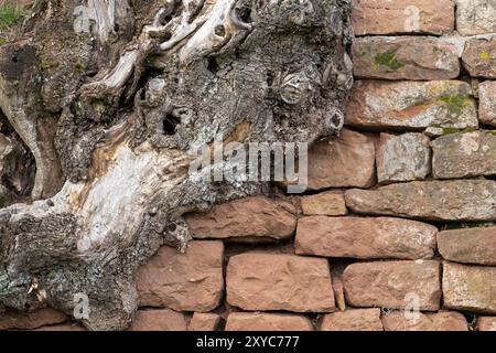 Die alte Baumwurzel wächst über einer Wand aus rotem Sandstein, die übereinander mit Textabstand steht Stockfoto