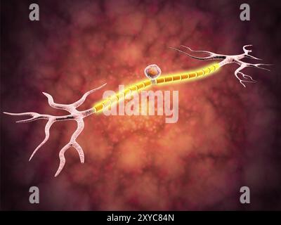 Mikroskopische Sicht auf ein unipolares Neuron. Ein unipolares Neuron ist eine Art von Neuron, bei dem sich nur ein protoplasmatischer Prozess (Neurit) von der Zelle bo erstreckt Stockfoto