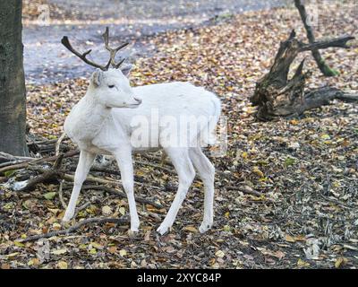 Weiße Hirsche isoliert in einem Laubwald. Entspannt und schön Stockfoto