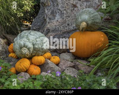 Zwei große Zierkürbisse umgeben von kleineren Kürbissen und Blumen auf Steinen in einem Herbstgarten, borken, münsterland, Deutschland, Europa Stockfoto