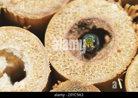 Blau-grün-goldene Wespe, die Eier legt. Kuckuckswespe Stockfoto