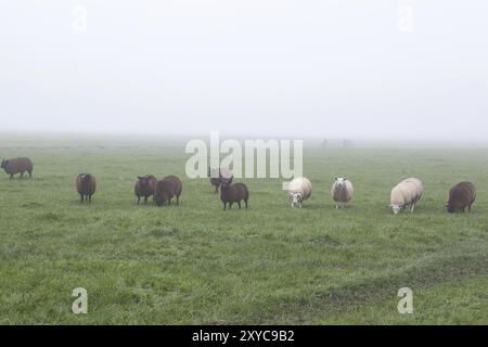 Wenige weiße und braune Schafe auf nebeliger Weide, Holland Stockfoto