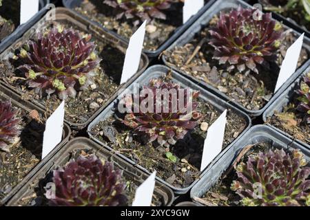 Topf mit Haustier Stockfoto