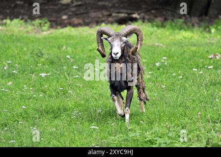 Waschmittel Stockfoto