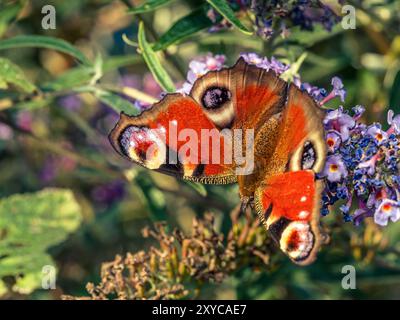 Nahaufnahme eines europäischen PfauenSchmetterlings, der auf einer Buddleia-Blume ruht Stockfoto
