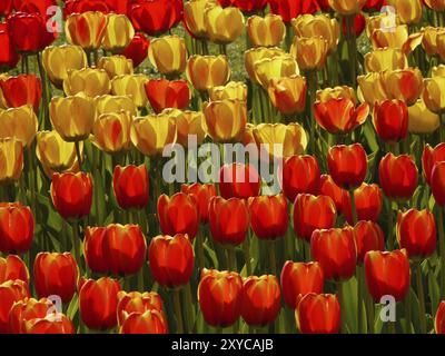 Tulpenblüte im April in Berlin, gelbe und rote Tulpen Stockfoto