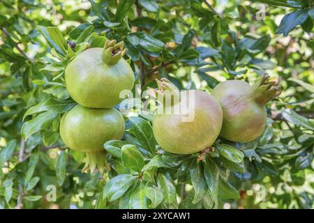 Gruppe der Granatäpfel hängen an Granatapfel Bush Stockfoto