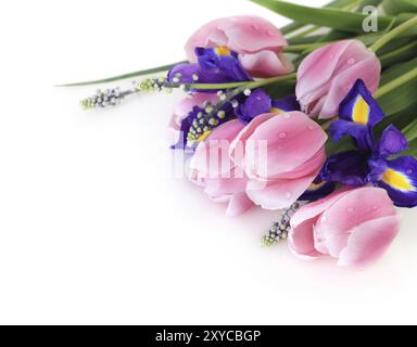 Schöne dunkel-lila Iris Blume, Tulpen und Muscari isoliert auf weißem Hintergrund Stockfoto