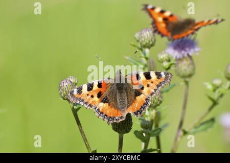 Kleine Schildkröte (Aglais urticae), die auf einer Distel sitzt, aus der Nähe, hellgrüner unscharfer Hintergrund. Kleine Schildpatt, die auf einer Distel sitzt. Ein Anderes Stockfoto