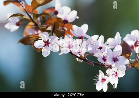 Zweig der Japanischen Kirsche während der Blüte im Frühjahr, Prunus serrulata oder Japanische Kirsche, auch Bergkirsche, Orientalische Kirsche oder Ostasiatische Kirsche genannt Stockfoto