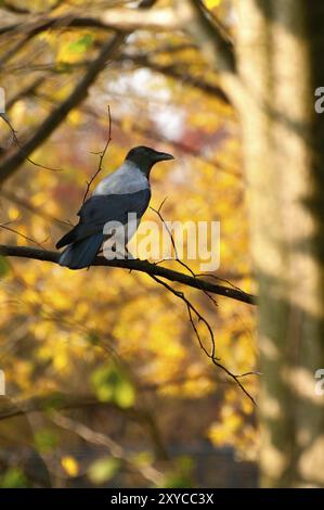 Kapuzenkrähe (Corvus corone cornix) in den Zweigen eines Baumes vor herbstlichem Hintergrund. Kapuzenkrähe (Corvus corone cornix), auch Hoodie genannt Stockfoto