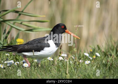 Den Helder, Niederlande, Mai 2022. Ein Austernfänger auf einer Wiese Stockfoto