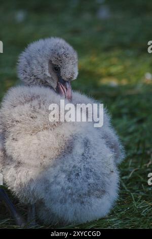 Junger großer Flamingo (Phoenicopterus roseus) Stockfoto