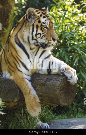 Sibirischer Tiger (Anthera tigris altaica) Stockfoto