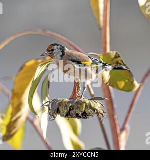 Goldfinch sitzt auf einer alten Sonnenblume mit Samen zwischen blühenden Sonnenblumen vor einem verschwommenen grünen Hintergrund Stockfoto