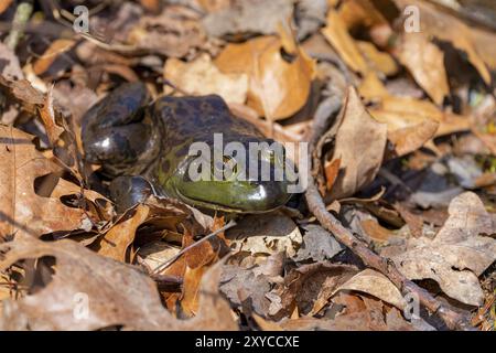 Der amerikanische Bullfrosch (Lithobates catesbeianus), in Kanada und den Vereinigten Staaten oft einfach als Bullfrosch bekannt, ist ein großer echter Frosch, der in EA beheimatet ist Stockfoto