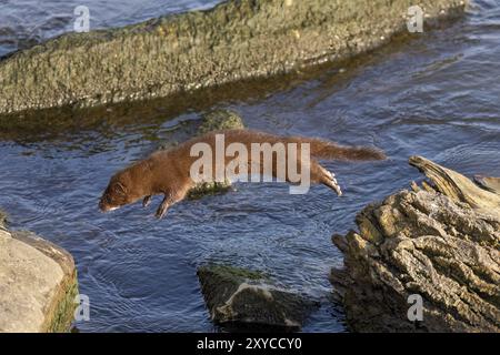 Amerikanischer Nerz (Neovison Vison) auf der Jagd auf dem Lake Michigan Stockfoto