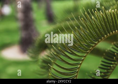 Verschiedene grüne Palmenblätter in der Natur im Freien aus nächster Nähe. Natürlicher Hintergrund. Die Schönheit der Natur. Entspannungszeit im Garten. Entspannen Sie sich im nationa Stockfoto