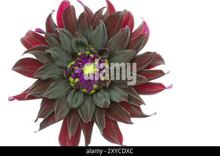 Dahlia in Blüte mit großer Schärfentiefe Stockfoto