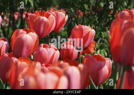 Nahaufnahme des schönen Tulpen Stockfoto