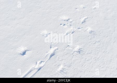 Tracks of a Flying Rock Ptarmigan (Laggopus mutus), Alesjaure, Norrbotten, Lappland, Schweden, März 2014, Europa Stockfoto