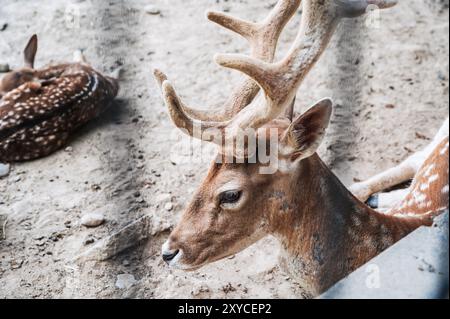 Gefleckte Hornhirsche sitzen im Zoogehege. Stockfoto