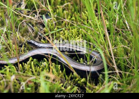 Der langsame Wurm (Anguis fragilis) in ihrem natürlichen Lebensraum Blindwurm in ihrem natürlichen Lebensraum Stockfoto