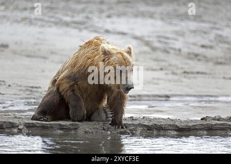 Grizzlybär am Ufer des Douglas River im Katmai National Park in Alaska Stockfoto