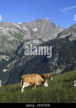 Weidekühe und Arbelistock, Szene in Gsteig bei Gstaad Stockfoto