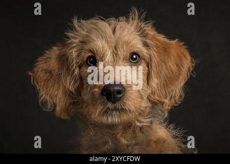 Niedliches Labradoodle-Hündchen, im Studio Stockfoto