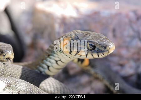 Die Grasschlange (Natrix natrix) ist nicht giftig. Sie wird oft in der Nähe von Wasser gefunden. Es hängt an warmen Frühlingstagen in den Felsen. Paarungszeit im April. Stockfoto