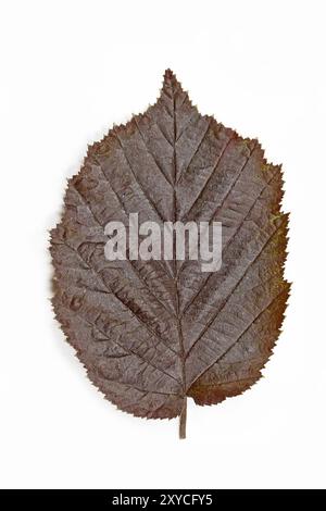 Ein einzelnes Blatt einer Wildhasel (Corylus maxima) Stockfoto