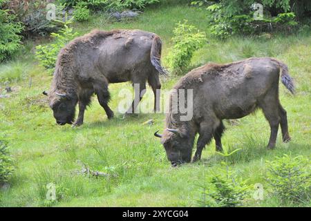 Europäische Bisonherde in der Abendsonne Stockfoto