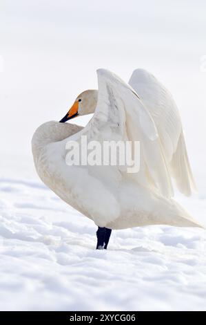 Singschwäne (Cygnus cygnus) in der Oberlausitz, Winter, Zugvogel, Whooper Schwan, Überwinterungsvogel, ruhender Vogel Stockfoto