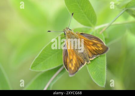 Ochlodes venatus, rostfarbener Kapitän, großer Kapitän auf einem Blatt Stockfoto