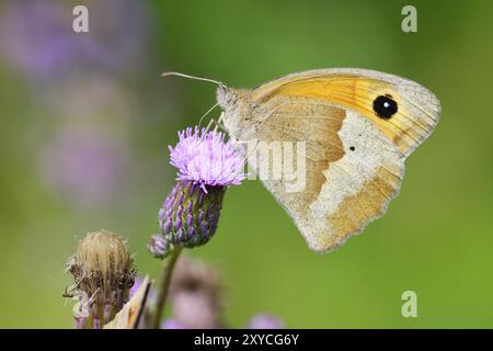 Großes Ochsenauge (weiblich), Maniola jurtina, Wiesenbraun weiblich Stockfoto