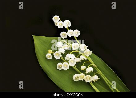 Lily of the Valley-Convallaria majalis ist eine waldblühende Pflanze Stockfoto