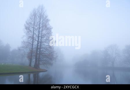 Bäume am See im Dämmernebel im Herbst Stockfoto