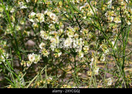 Cheesebush (Ambrosia salsola) ist ein in Wüsten im Südwesten der USA und im Nordwesten Mexikos heimischer Sträucher. Blühende Pflanze. Stockfoto