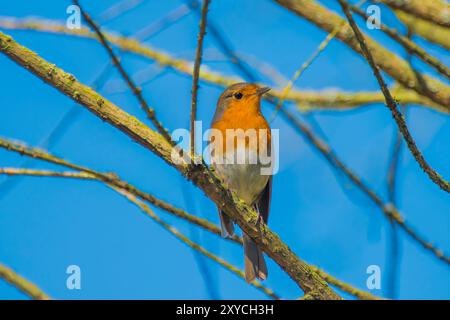 Europäischer rotkehlchen (Erithacus rubecula) sitzt im Frühling auf einem Zweig mit blauem Himmel im Hintergrund Stockfoto