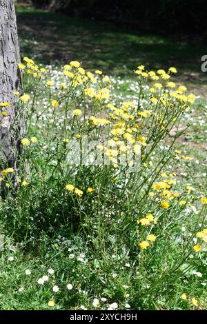 Schnabelhaweinbart (Crepis vesicaria) ist ein jährlich oder mehrjähriges Kraut, das in Westeuropa beheimatet ist. Dieses Foto wurde in Saint Jean de Luz in Frankreich aufgenommen. Stockfoto