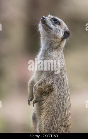 Erdmännchen, die in den Himmel schauen. Erdmännchen, die in den Himmel schauen Stockfoto