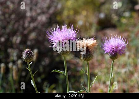 Klasea flavescens mucronata ist ein mehrjähriges Kraut, das im Südosten Spaniens, Nordwestafrika und Sizilien beheimatet ist. Dieses Foto wurde in Cabo de Gata Natu aufgenommen Stockfoto